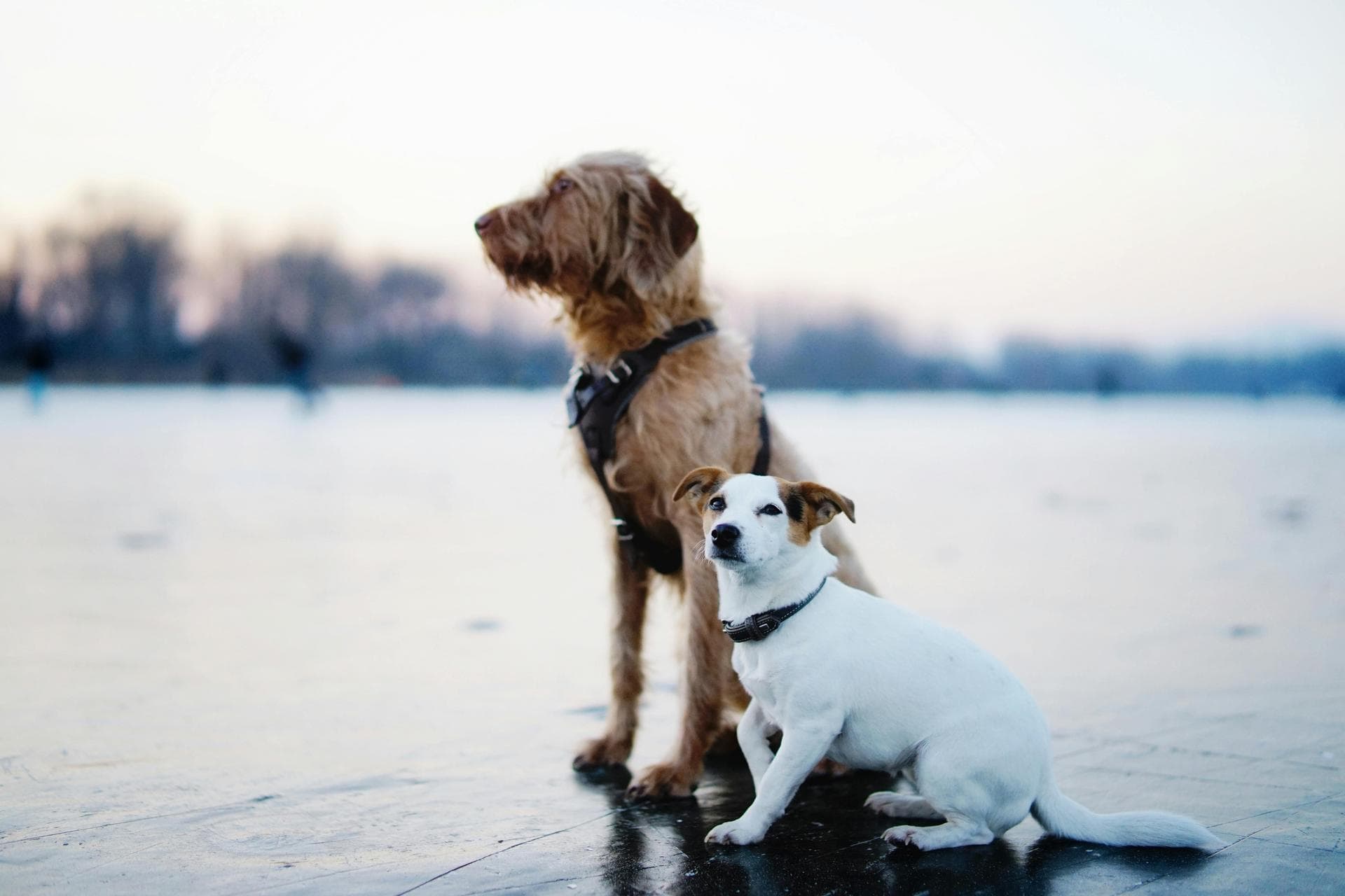 Dog & Cat Vets in Bakewell