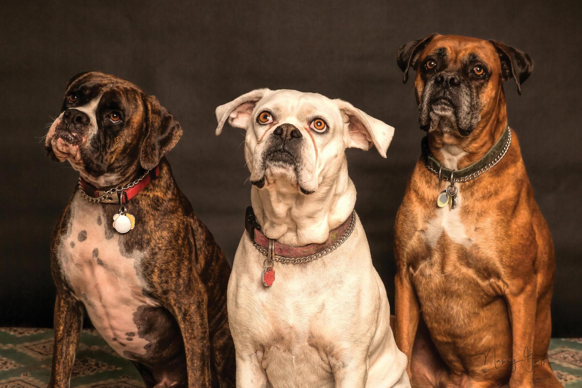 Dog & Cat Vets in Glossop