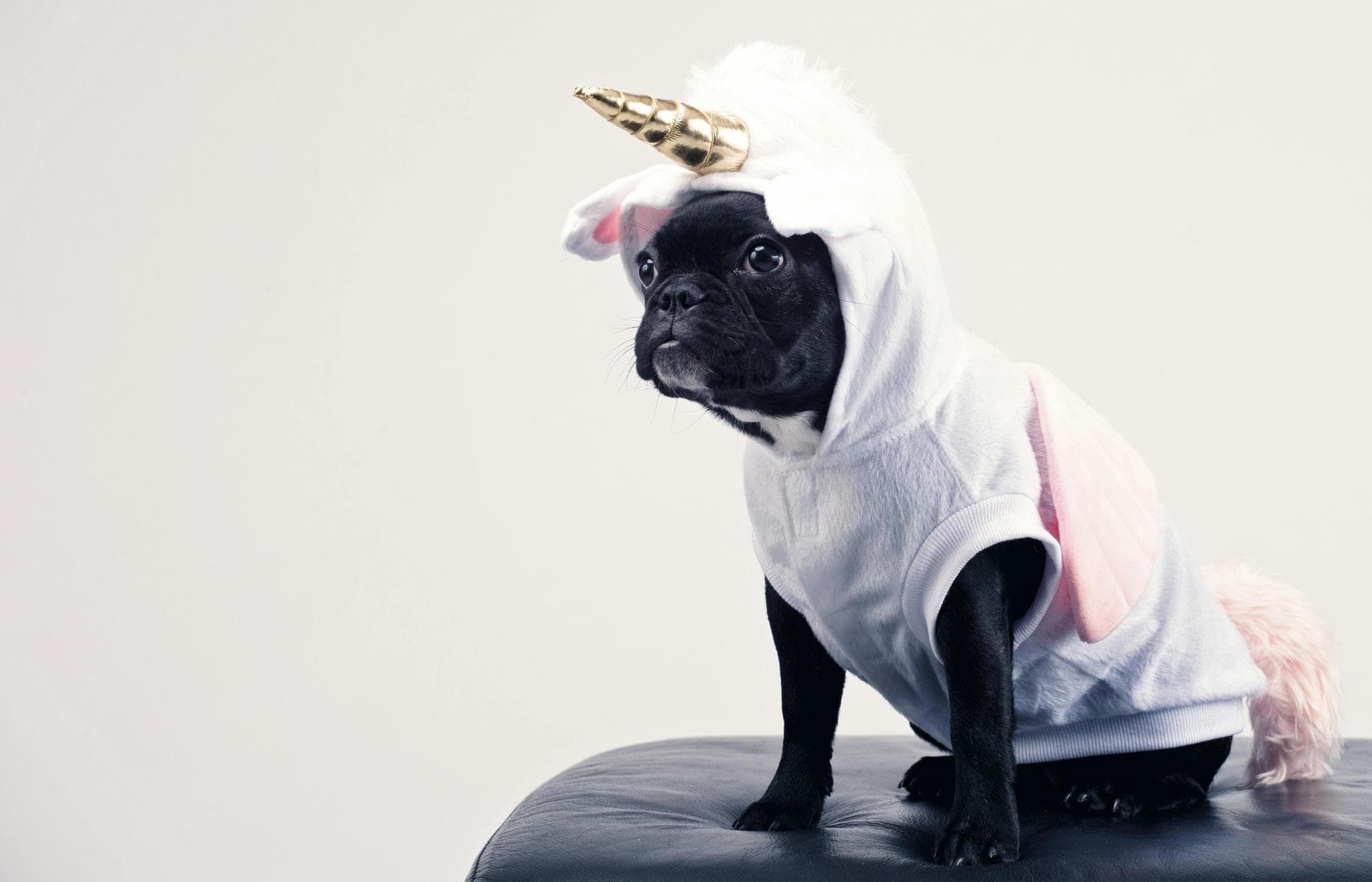 Dog & Cat Vets in Mickleover