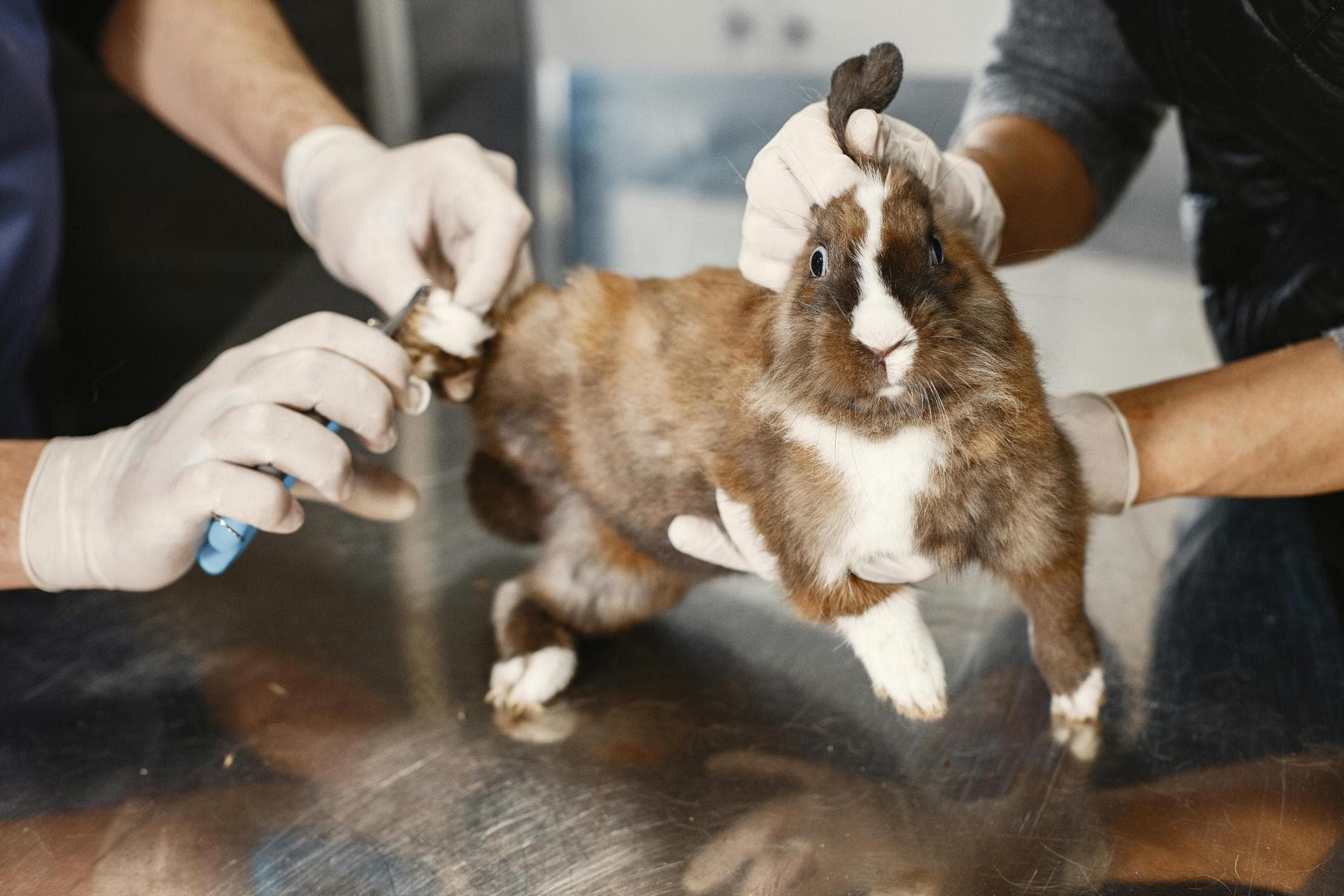 Best Vets in Mickleover
