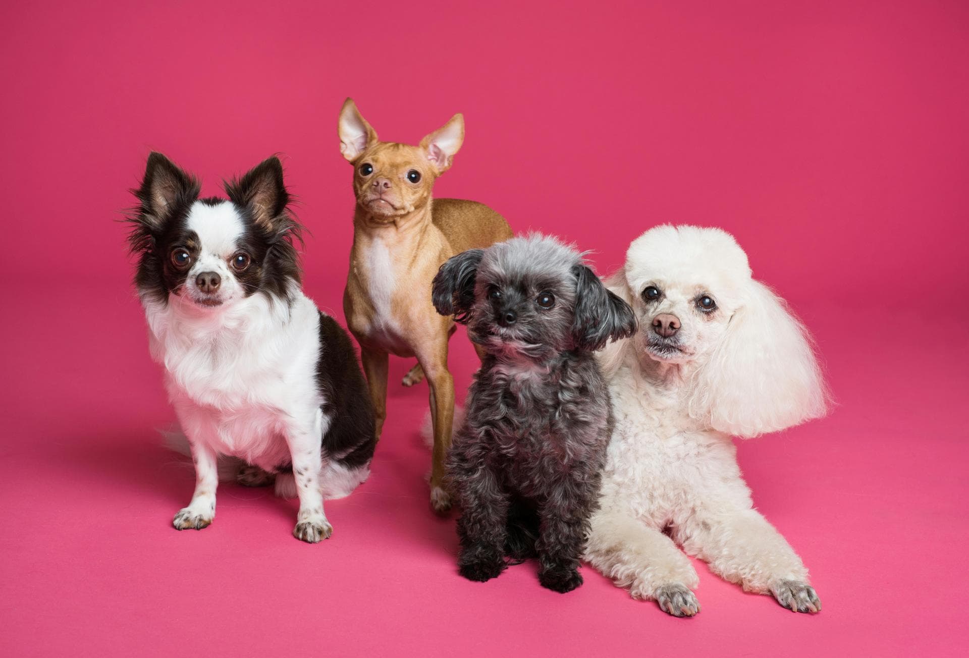 Best Vets in Buxton