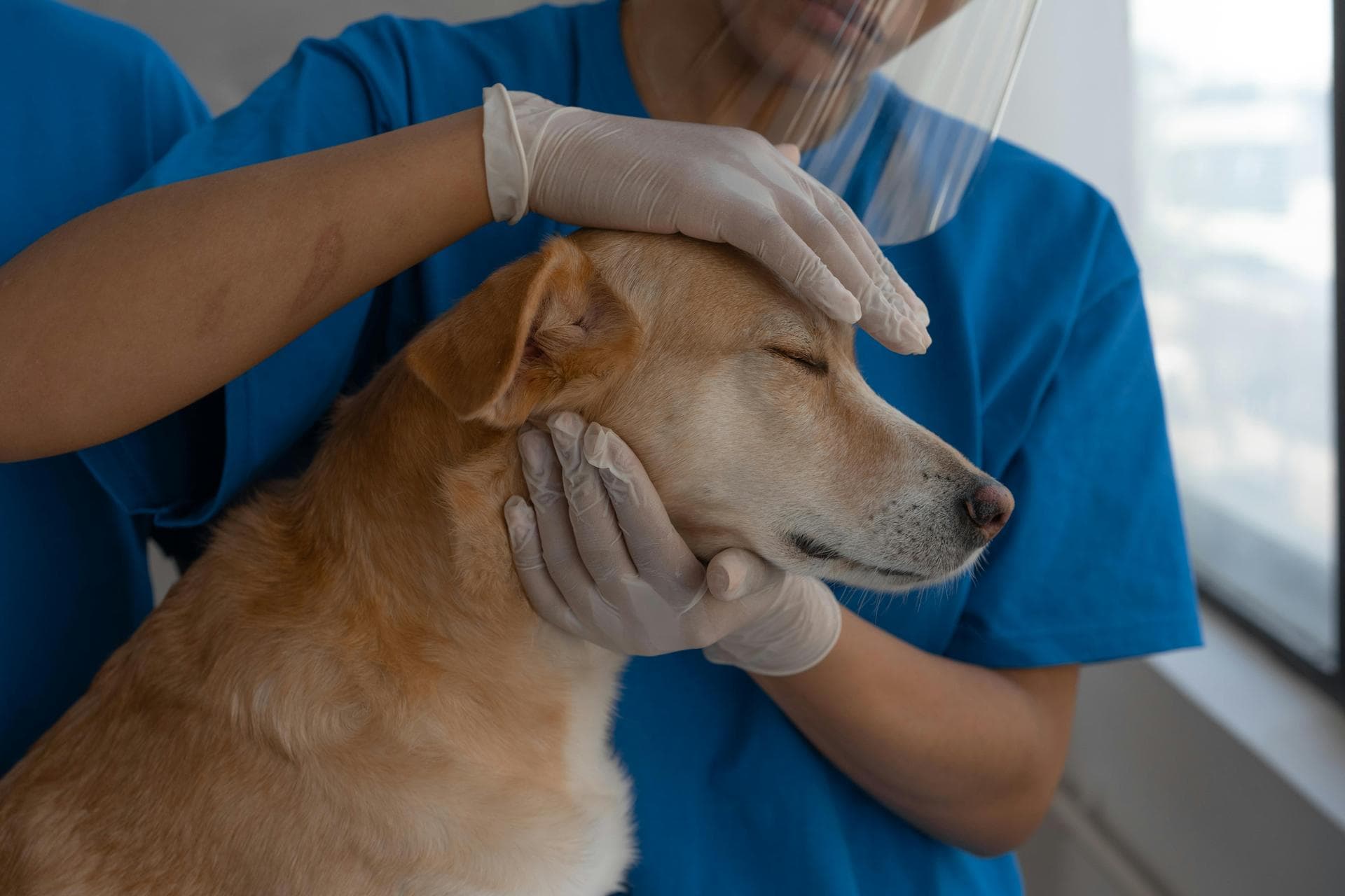 Best Vets in Dronfield
