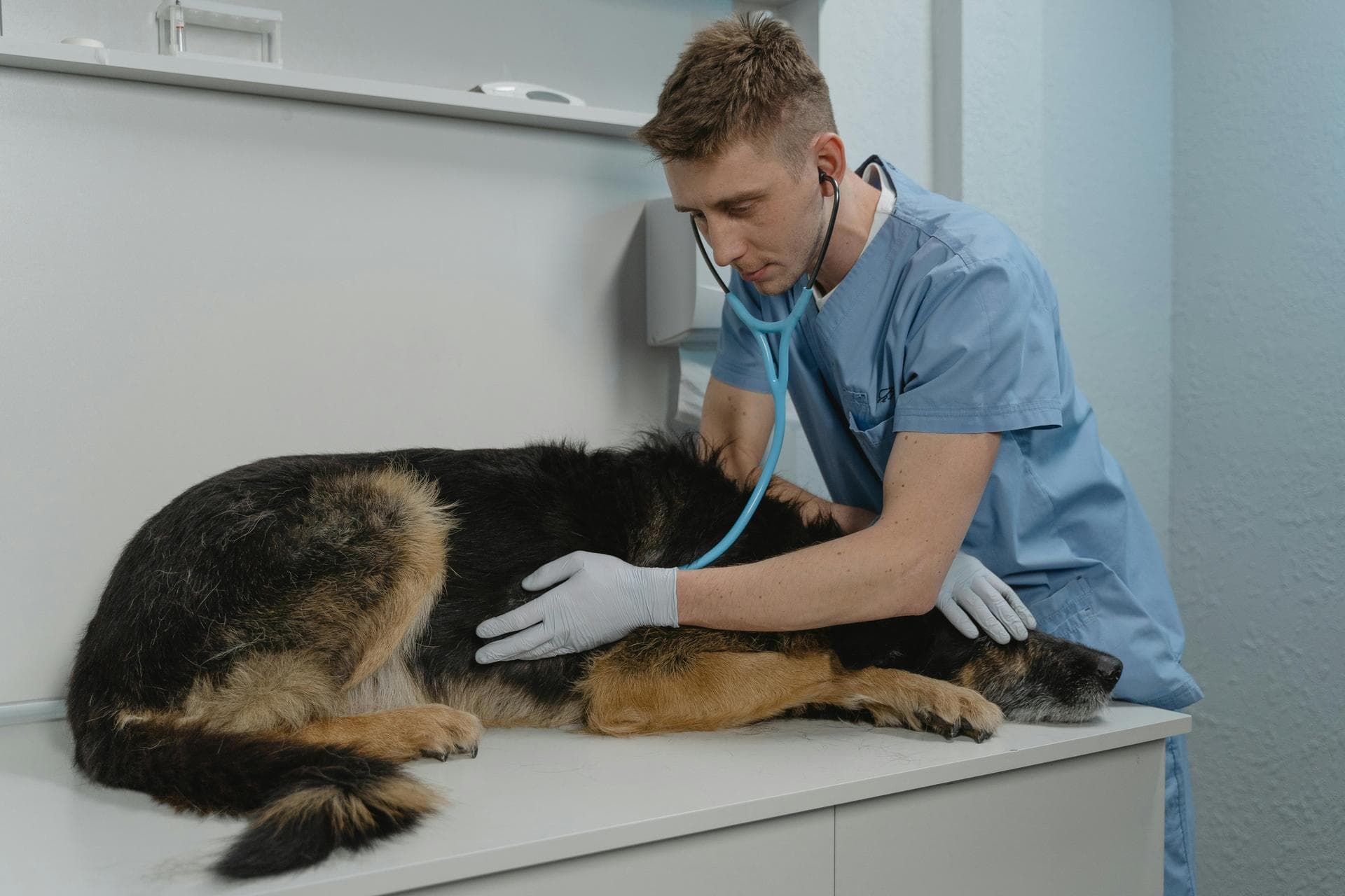 Dog & Cat Vets in Buxton